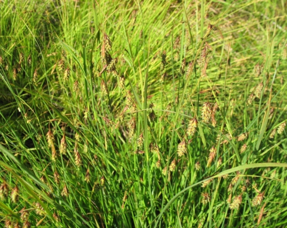 Image of Carex paupercula specimen.