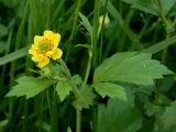 Geum aleppicum. Часть побега с махровым цветком (с увеличенным числом лепестков) и бутоном. Ломоносов, парк. Конец июня.