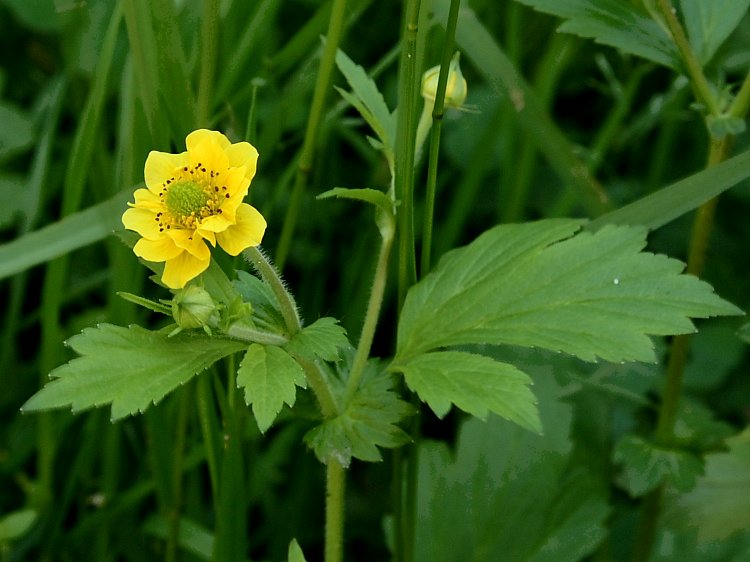 Изображение особи Geum aleppicum.