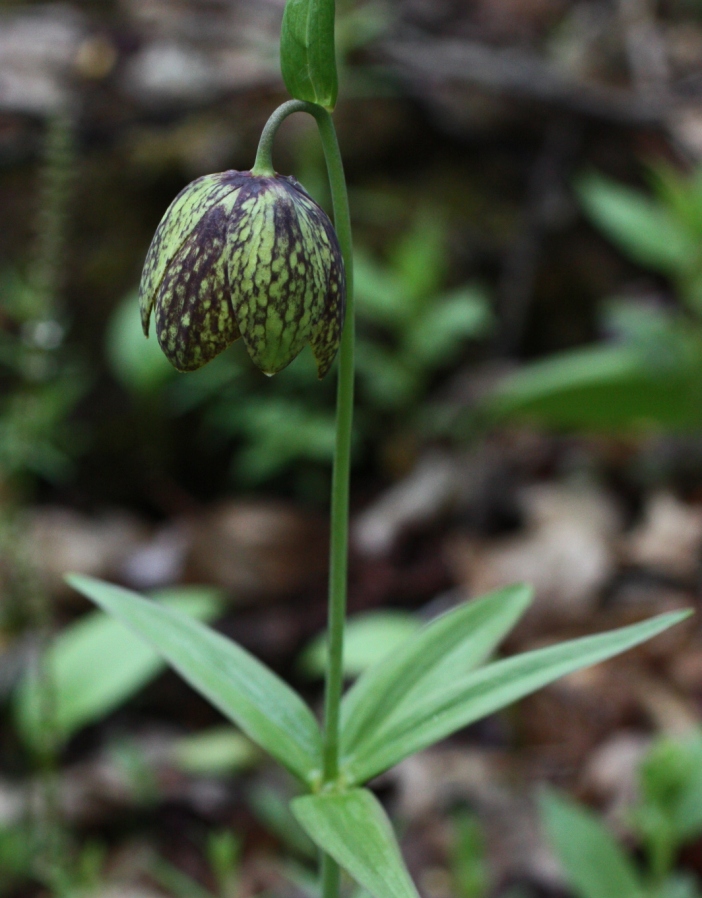 Image of Fritillaria dagana specimen.