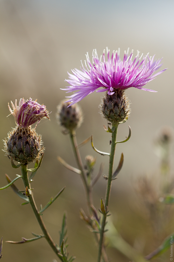 Изображение особи Centaurea kubanica.