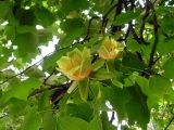 Liriodendron tulipifera. Цветки и листья. Узбекистан, г. Ташкент, пос. Улугбек, на территории Института ядерной физики. 05.05.2005.