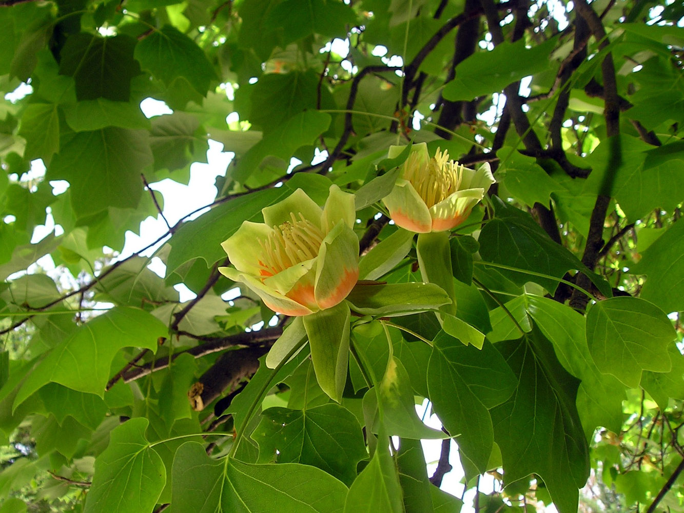 Image of Liriodendron tulipifera specimen.