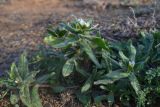 Buglossoides rochelii