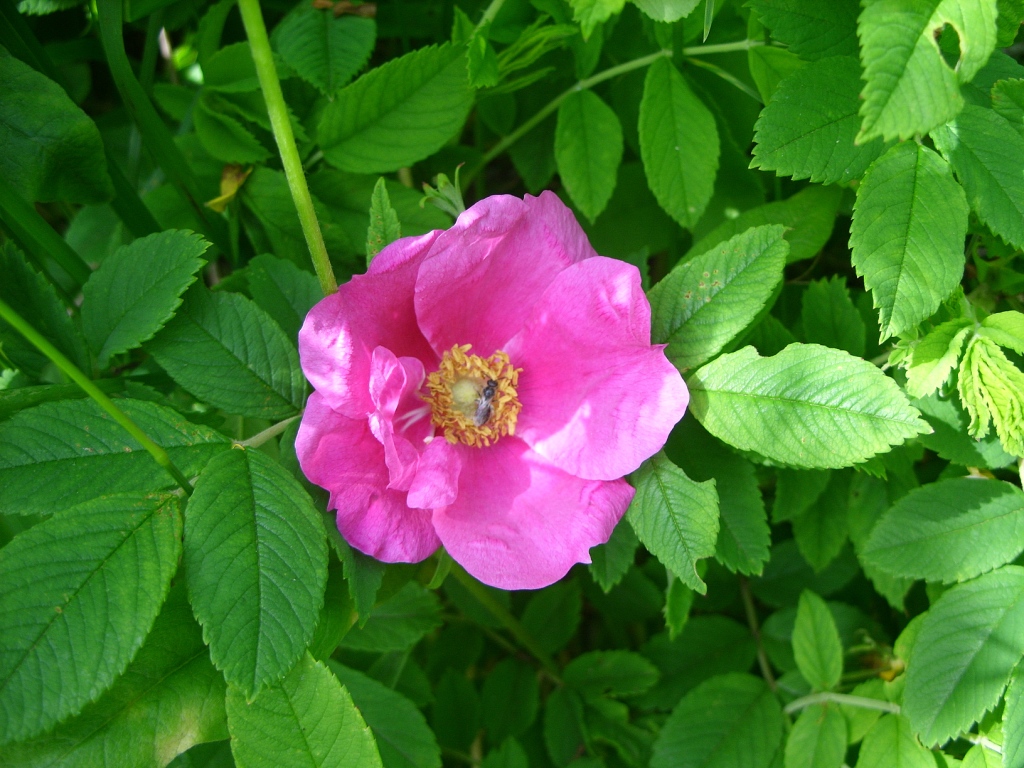 Image of Rosa rugosa specimen.