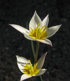 Tulipa bifloriformis. Цветок. Москва, в культуре из Каратау, каньон р. Арыстанды. 08.05.2013.