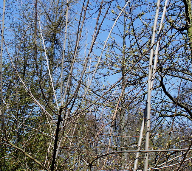 Изображение особи Maclura pomifera.