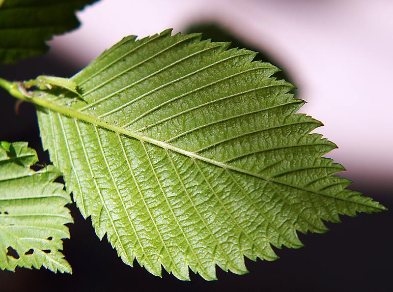 Image of Ulmus laevis specimen.