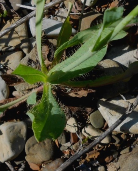 Image of genus Hieracium specimen.