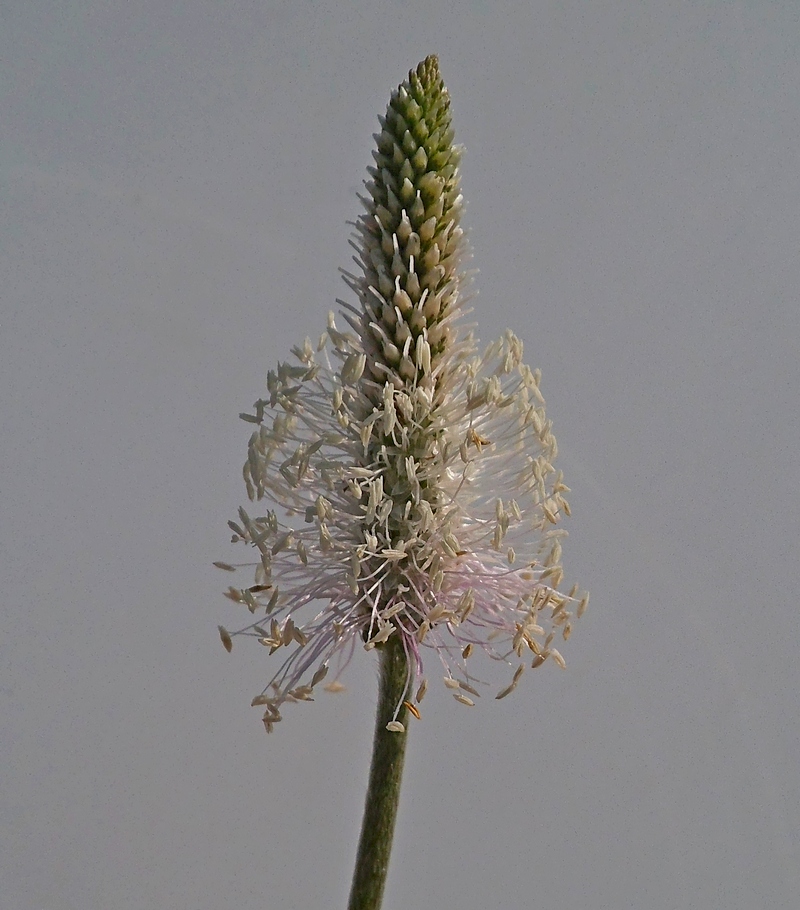 Image of Plantago media specimen.