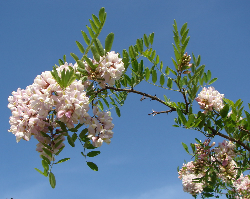 Image of genus Robinia specimen.