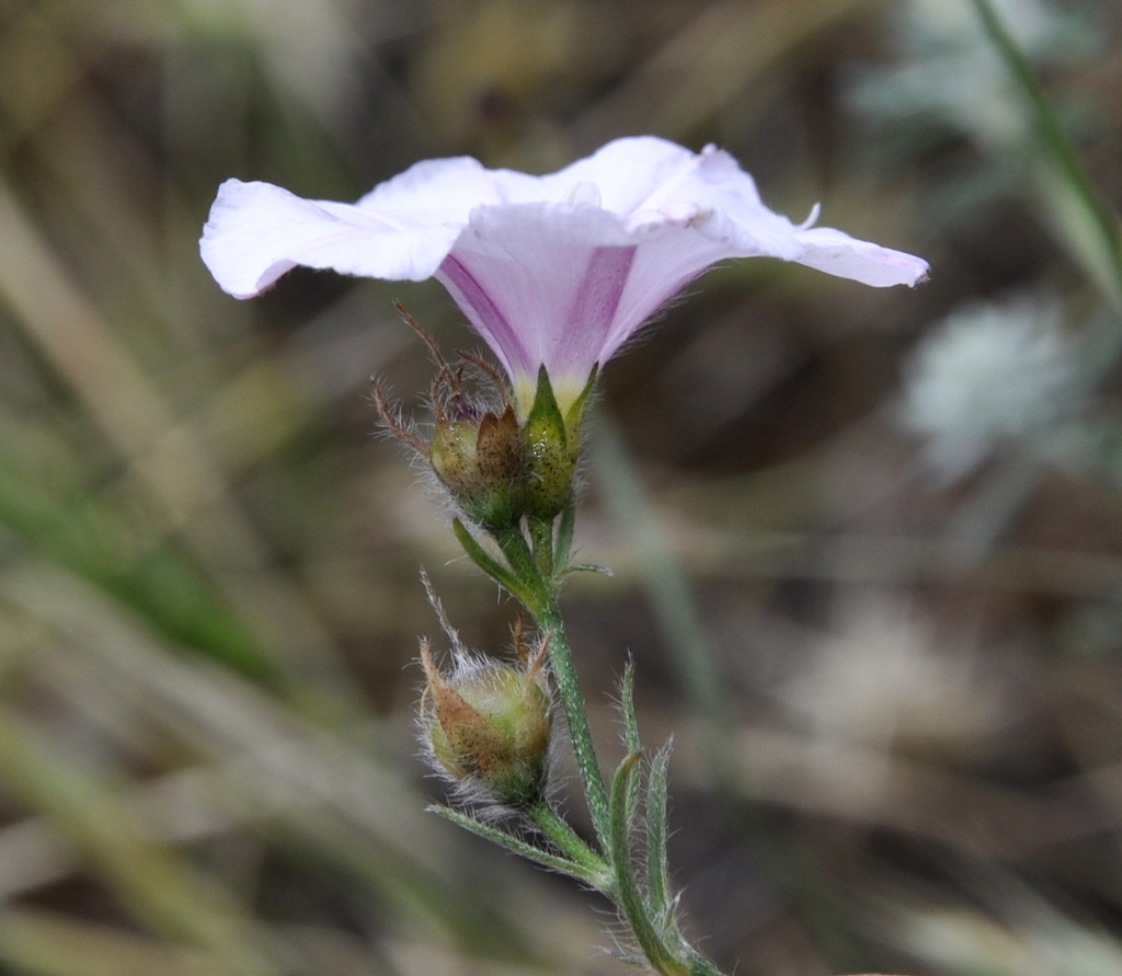 Изображение особи Convolvulus cantabrica.