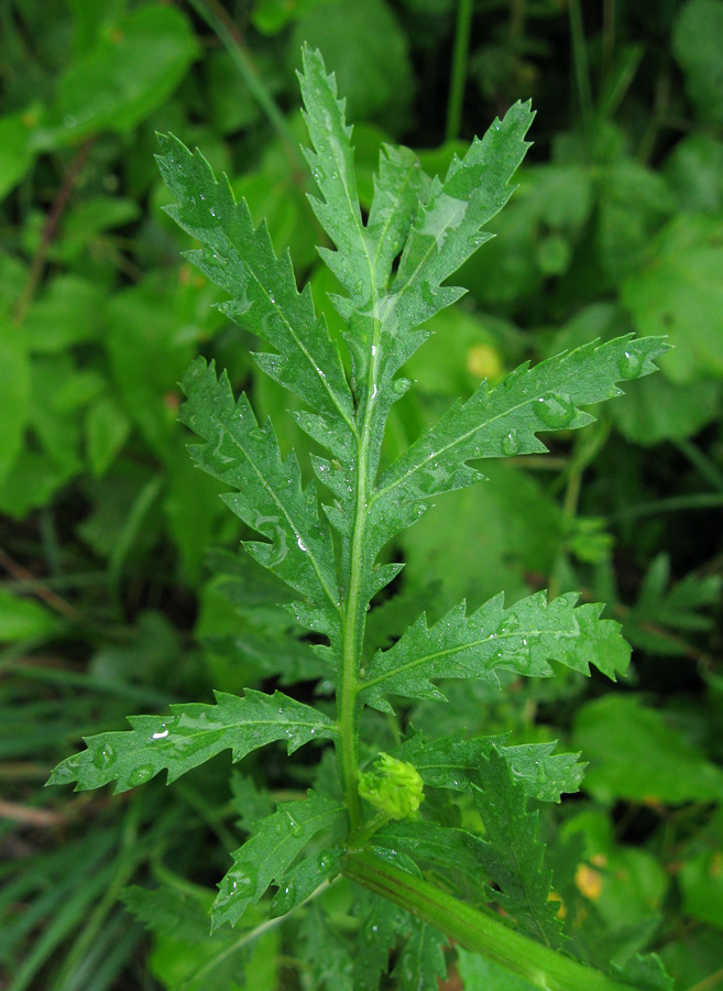 Image of Tanacetum vulgare specimen.