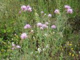 Centaurea stoebe