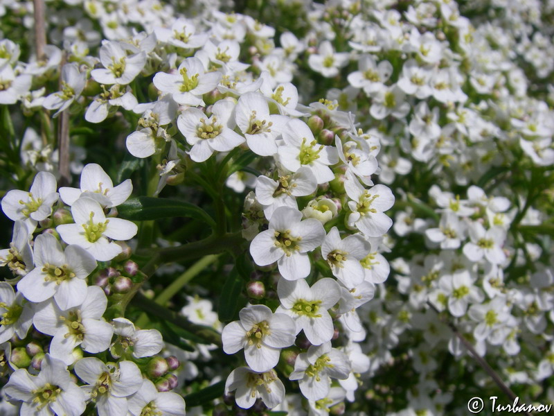 Image of Crambe aspera specimen.