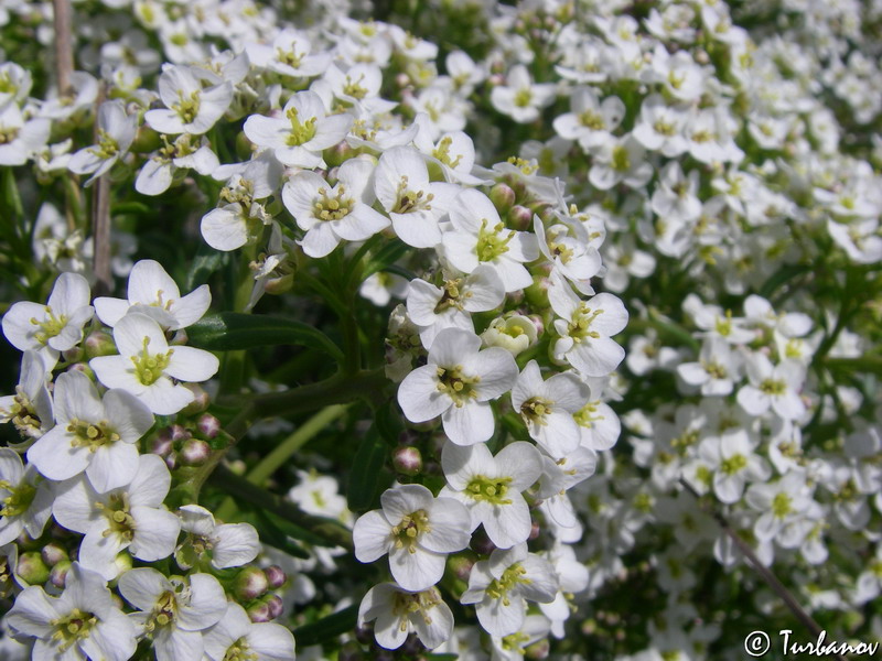 Изображение особи Crambe aspera.