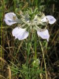 Image of taxon representative. Author is Татьяна Винокурова