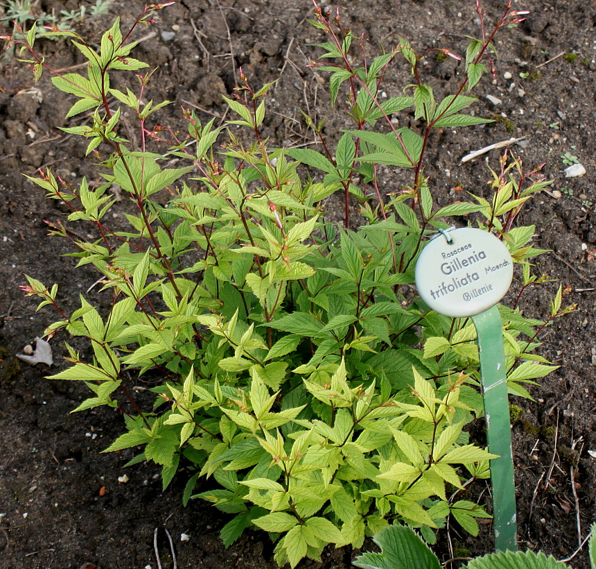 Изображение особи Gillenia trifoliata.