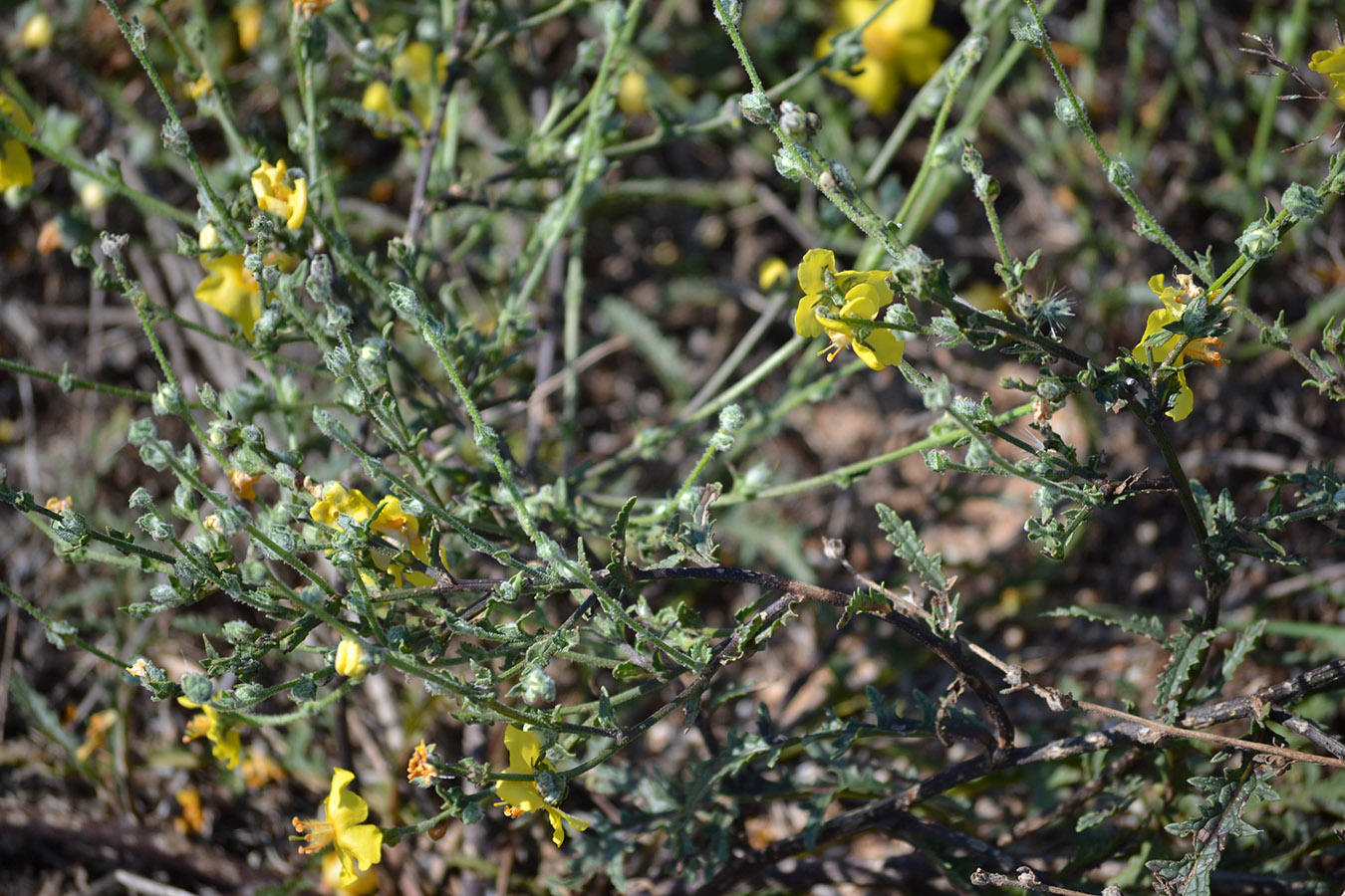 Image of Verbascum pinnatifidum specimen.