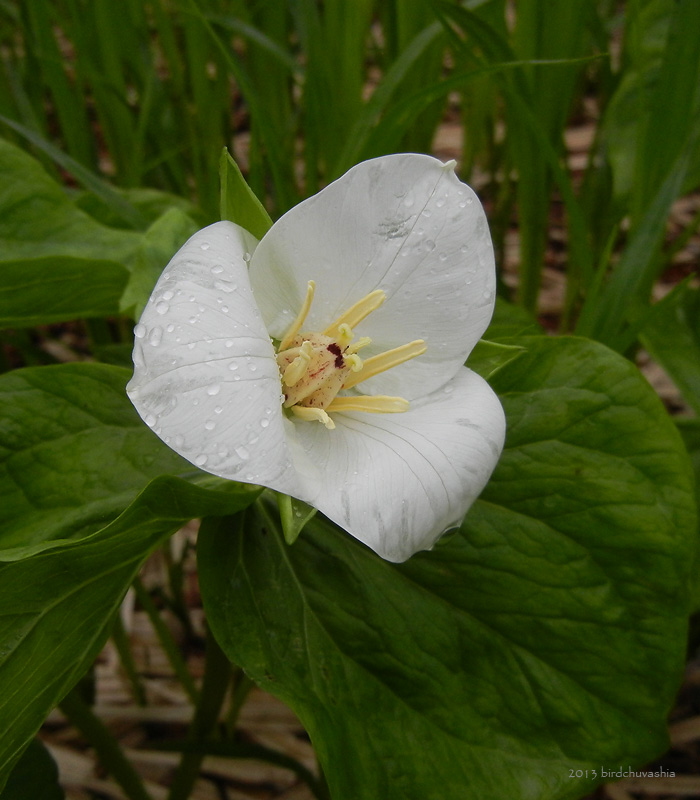 Изображение особи Trillium camschatcense.