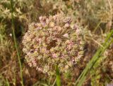 Allium lusitanicum