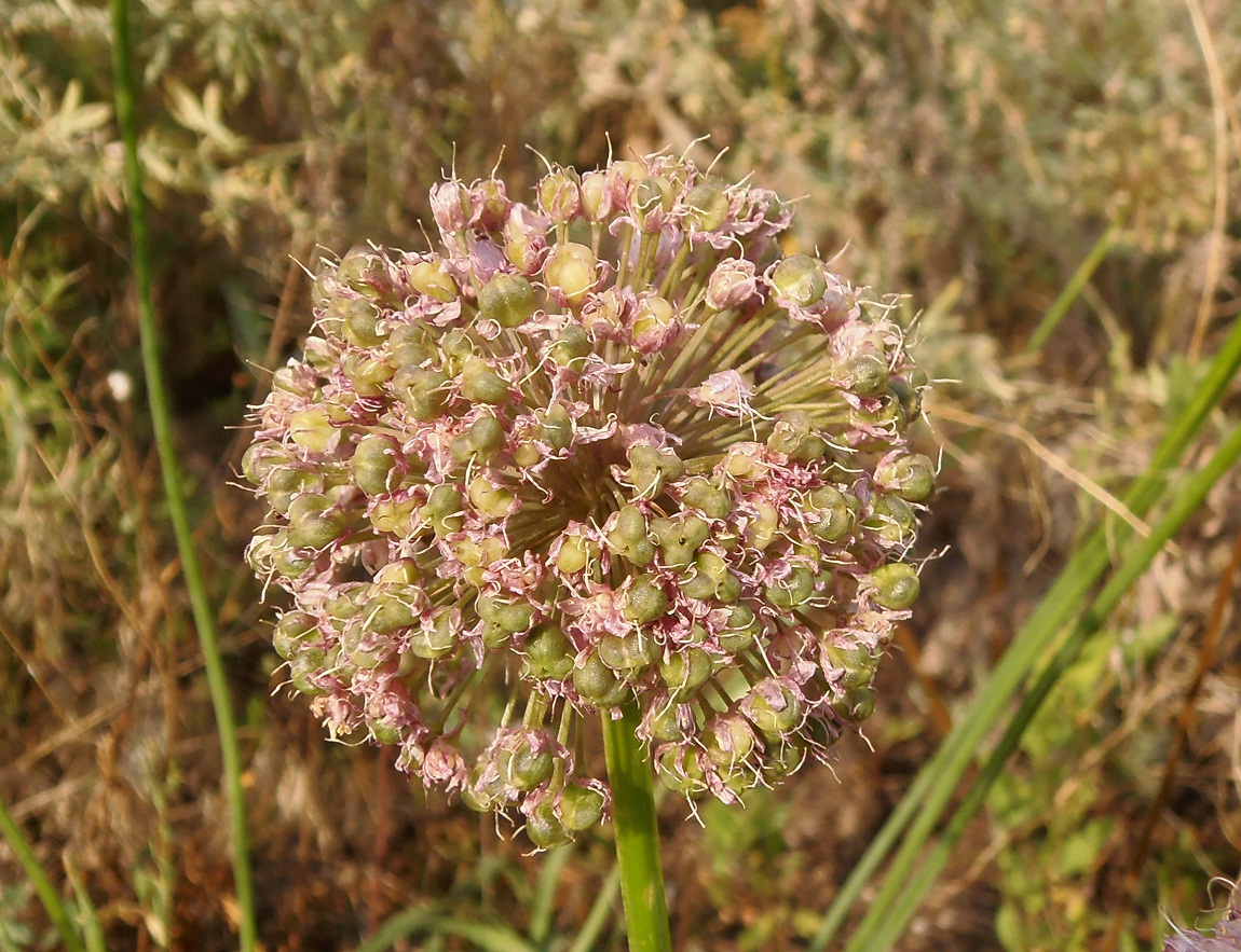 Изображение особи Allium lusitanicum.