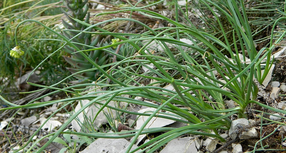 Image of Allium stellerianum specimen.