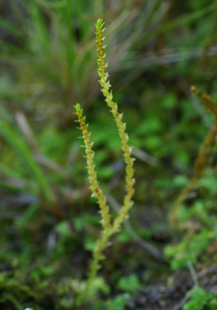 Image of Selaginella helvetica specimen.