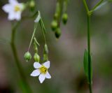 Linum catharticum. Фрагмент соцветия. Эстония, уезд Рапламаа, облесённый сосной альвар. 20.06.2013.