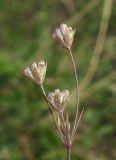 Bupleurum brachiatum. Соцветие с завязавшимися плодами. Крым, Карадагский заповедник, биостанция, степная терраса у дороги. 6 сентября 2013 г.