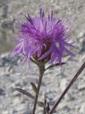 Centaurea jacea ssp. substituta