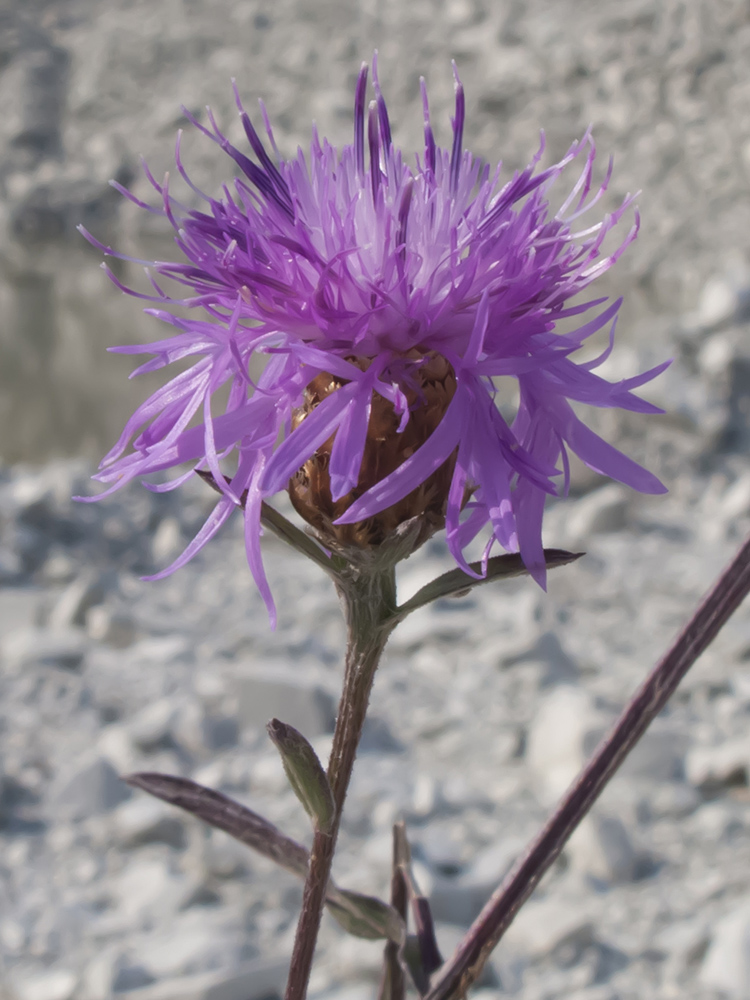 Image of Centaurea jacea ssp. substituta specimen.