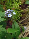 Myosotis decumbens. Верхушка цветущего растения. Мурманская обл., Североморский р-н, лиственный лес в пойме р. Грязная. 12.06.2009.