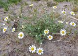 Anthemis ruthenica