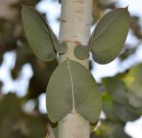 Image of taxon representative. Author is Татьяна Мальчинская