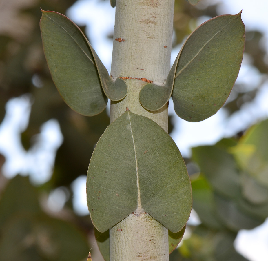 Image of Eucalyptus cinerea specimen.