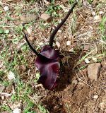 Biarum pyrami