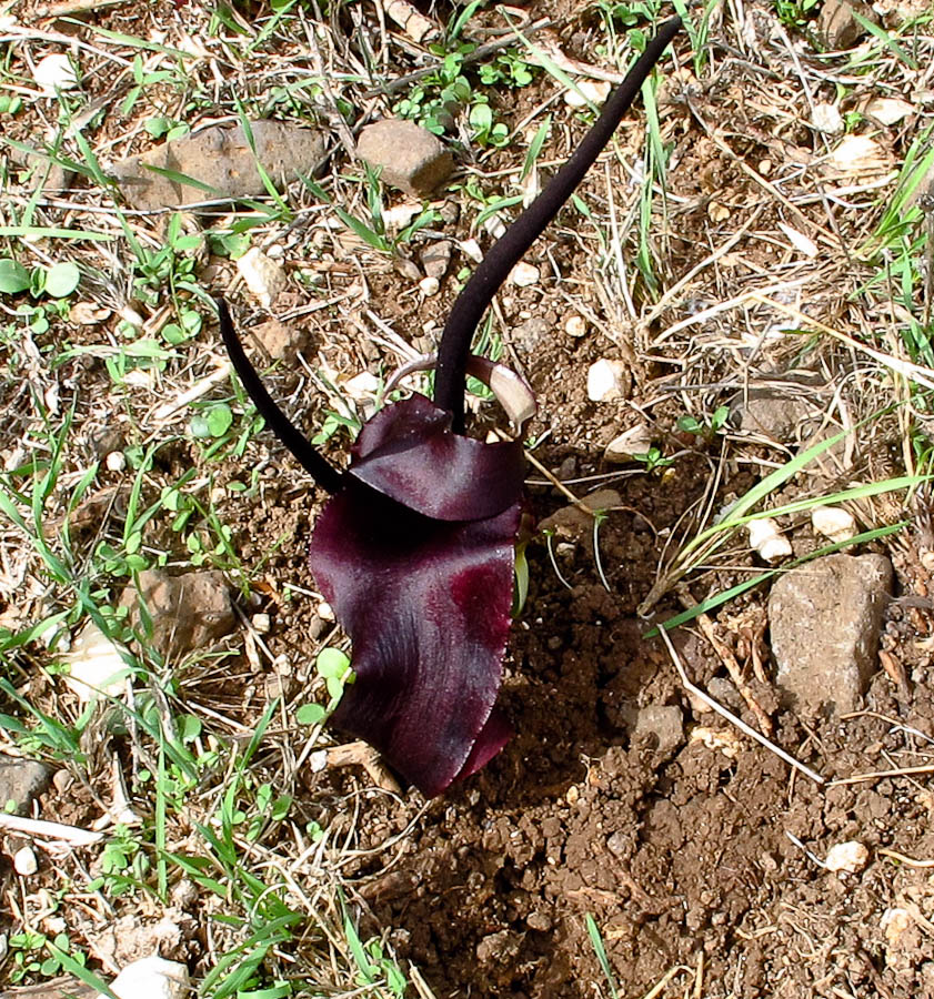 Image of Biarum pyrami specimen.