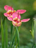 Tigridia pavonia. Цветки. Московская обл., Раменский р-н, окр. дер. Хрипань, садовый участок. 20.08.2013.