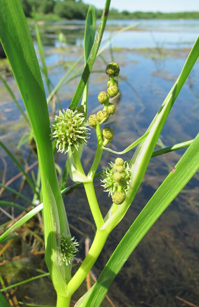 Изображение особи Sparganium erectum.