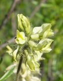 Oxytropis pilosa