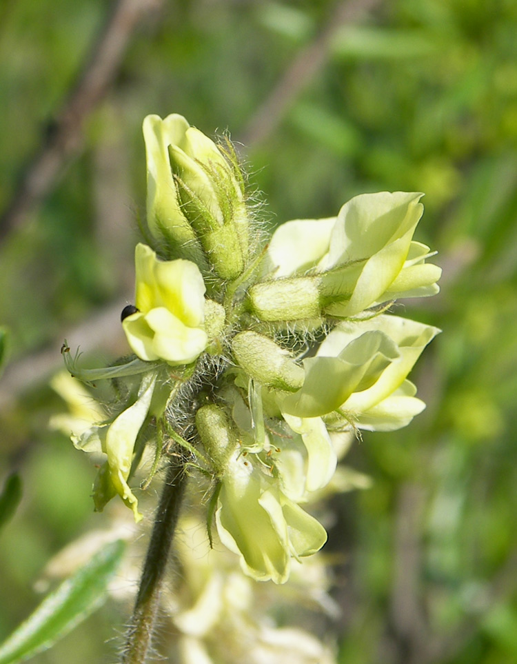 Image of Oxytropis pilosa specimen.