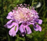 Scabiosa lachnophylla