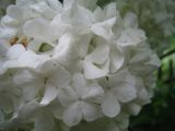 Viburnum form roseum