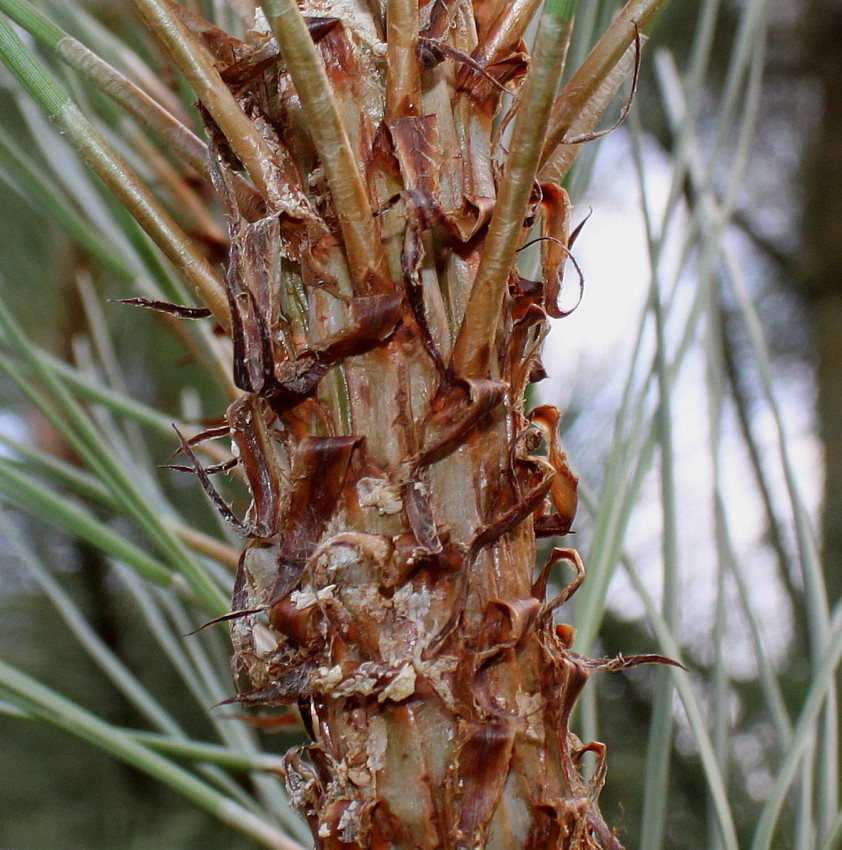 Изображение особи Pinus coulteri.