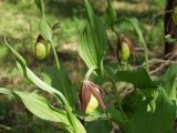 Cypripedium calceolus. Верхушки цветущих растений. Московская обл., Талдомский р-н, близ пгт Запрудня. 21.05.2010.