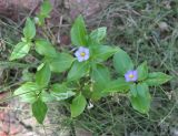 Exacum affine