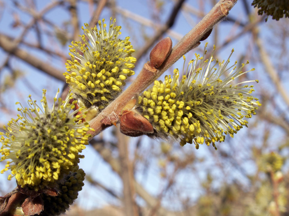 Image of genus Salix specimen.