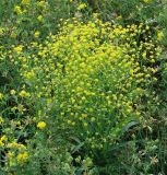 Bupleurum scorzonerifolium. Цветущее растение. Иркутск, окр. курорта \"Ангара\". 03.08.2012.