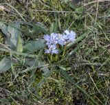 Bellevalia hyacinthoides. Цветущее растение. Греция, Пиерия, окр. с. Литохоро (Λιτόχωρο). 27.02.2014.